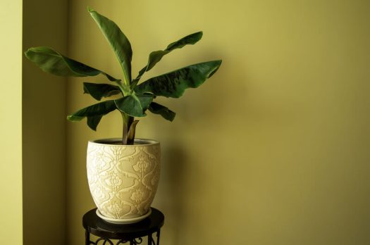 5 mooie planten om cadeau te geven